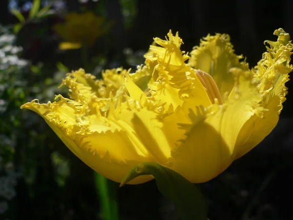 Flor Amarela Sobre Fundo Escuro — Fotografia de Stock