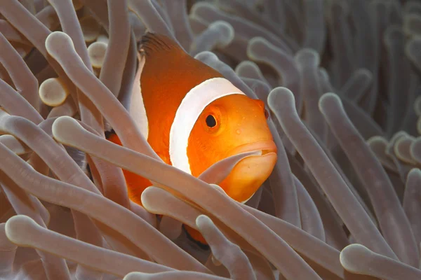 Clown Anemonefish Amphiprion Percula Swimming Tentacles Its Anemone Home Holding — Stock Photo, Image