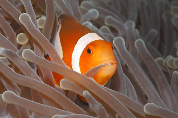 Clown Anemonenfisch Amphiprion Percula Schwimmt Zwischen Den Tentakeln Seiner Anemonenheimat — Stockfoto