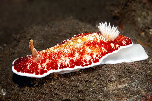 Omurgasızını, Goniobranchus reticulatus — Stok fotoğraf