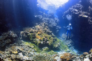 Erkek Scuba Diver mercan ve güneş ışınları sualtı swimthrough kamera ile. Uepi, Solomon Adaları. Süleyman deniz, Pasifik Okyanusu