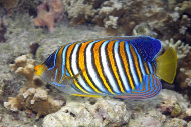 Regal Angelfish, Pygoplites diacanthus, mercan resif üzerinde yüzme