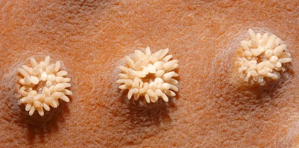 Three Coral Polyps, on the reef, underwater. Uepi, Solomon Islands. Solomon Sea, Pacific Ocean