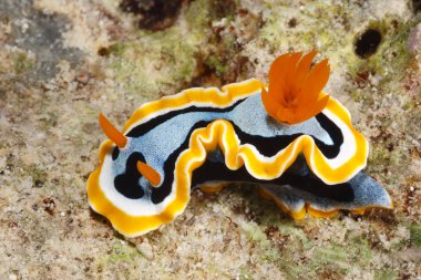 omurgasızını, chromodoris annae