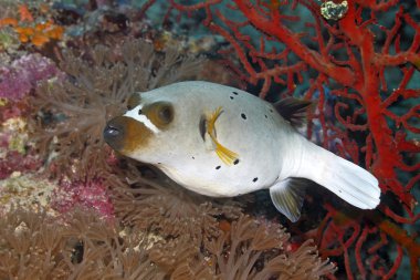 Kara lekeli Puffer, Arothron nigropunctatus
