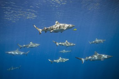 School of blacktip and grey reef sharks  clipart