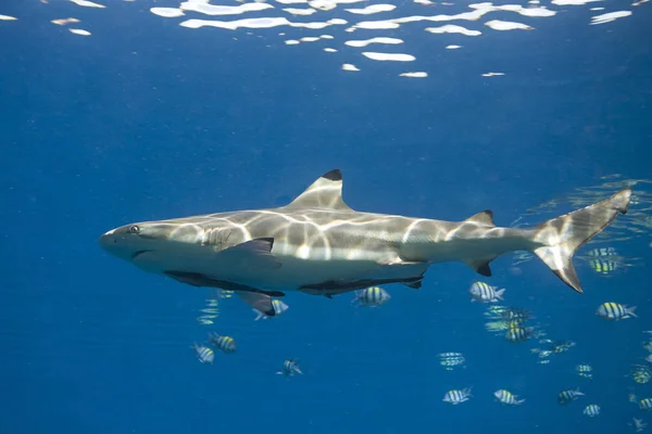 Blacktip Reef Shark, Carcharhinus melanopterus, z Remora — Zdjęcie stockowe