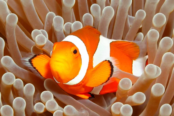 Клоун Anemonfish Amphiprion Percula Плавает Среди Щупалец Своего Дома Анемонов — стоковое фото