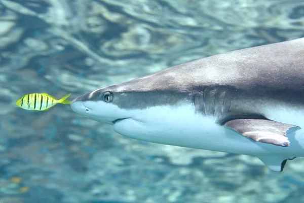 Blacktip Reef Shark Carcharhinus Melanopterus Med Golden Trevally Pilotfish Gnathanodon — Stockfoto