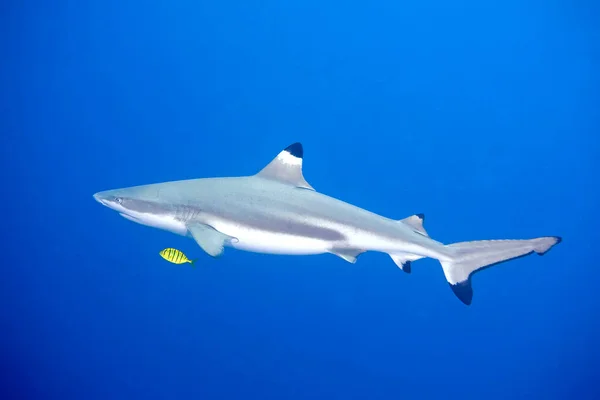 Tiburón Arrecife Punta Negra Carcharhinus Melanopterus Con Peces Goldentrevally Pilot —  Fotos de Stock