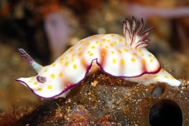 Çıplak Deniz Sümüklüböceği, Hypselodoris pulchella.Tulamben, Bali, Endonezya. Bali Denizi, Hint Okyanusu