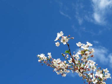 Kiraz çiçeği. Sakura çiçek mavi gökyüzü romantik tebrik kartı için arka plan ile beyaz bulutlar, bahar