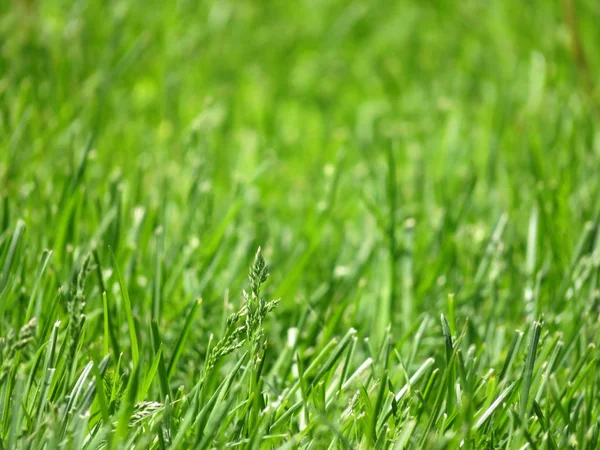 Весенняя Зеленая Трава Скользящая Солнечном Свете Выборочный Фокус Яркий Природный — стоковое фото