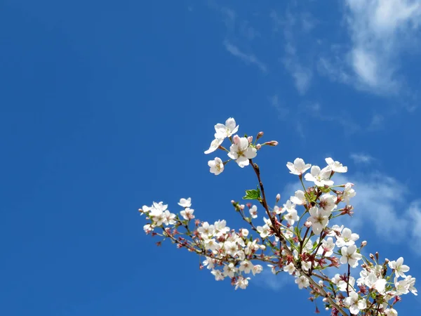 Kiraz çiçeği. Sakura çiçek mavi gökyüzü romantik tebrik kartı için arka plan ile beyaz bulutlar, bahar