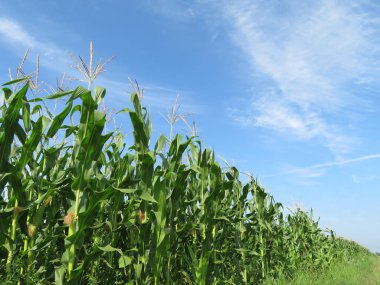 Green corn field and blue sky with white clouds. Corn stalks with young cobs clipart