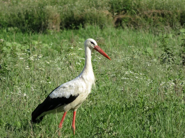 コウノトリは 緑の草 沼の上を歩いてします 野生の自然でコウノトリ コウノトリ — ストック写真