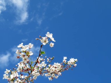 Kiraz çiçeği bahar. Sakura çiçek mavi gökyüzü romantik tebrik kartı için arka plan beyaz bulutlar ile karşı
