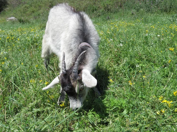 Pâturage Chèvres Sur Herbe Verte Par Temps Ensoleillé Pâturage Été — Photo