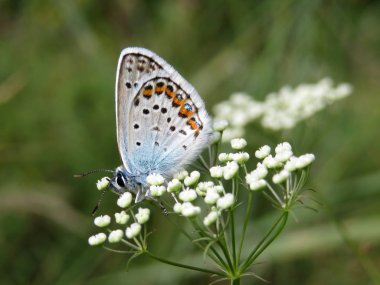 Beyaz çiçekler yakın-up üzerinde ortak mavi kelebek. Polyommatus Icarus bahar çayır, doğanın güzelliği