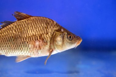 Mavi suda yüzme sazan. Akvaryum içinde balık yetiştirme, tatlı su sazan (cyprinus Carpio)