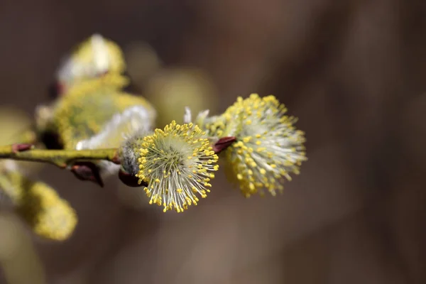 Weidenblüten Ast Die Frühlingswald Blühen Palmsonntagssymbol Osterhintergrund — Stockfoto