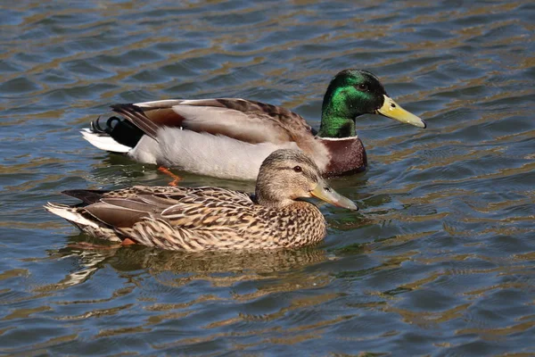 Casal Mallards Nadando Lagoa Patos Selvagens Machos Fêmeas Água — Fotografia de Stock