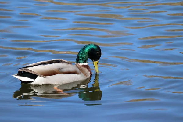 Canard Colvert Nageant Dans Eau Bleue Coloré Mâle Canard Sauvage — Photo