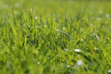 Güneş ışığında taze yeşil çimen, seçici odak. Parlak bahar doğa arka plan, güneşli çayır doku