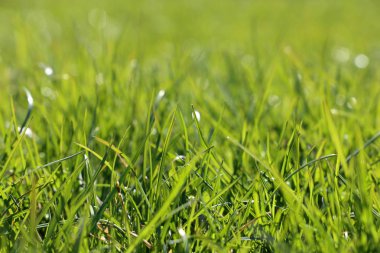 Güneş ışığında taze yeşil çimen, seçici odak. Parlak bahar doğa arka plan, güneşli çayır doku