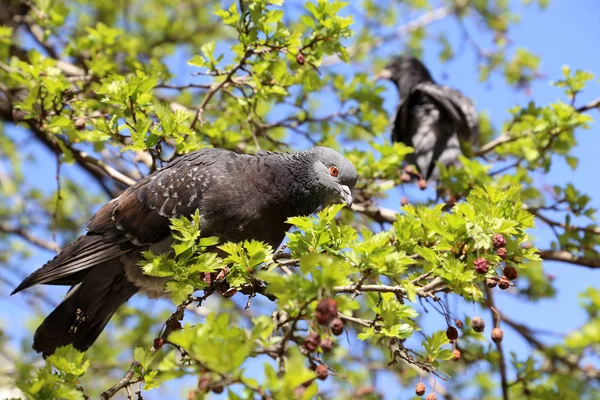 Paloma Sentada Sobre Una Rama Árbol Verde Sobre Fondo Azul —  Fotos de Stock