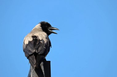 Gri karga mavi gökyüzü arka plan üzerinde izole cawing. Açık gagalı kuzgun