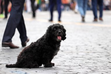 Kayıp evcil hayvan, siyah köpek insanların kalabalığın içinde bir şehir caddesinde oturan