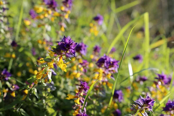 Blé Vache Dans Prairie Été Fleurs Sauvages Colorées Dans Journée — Photo