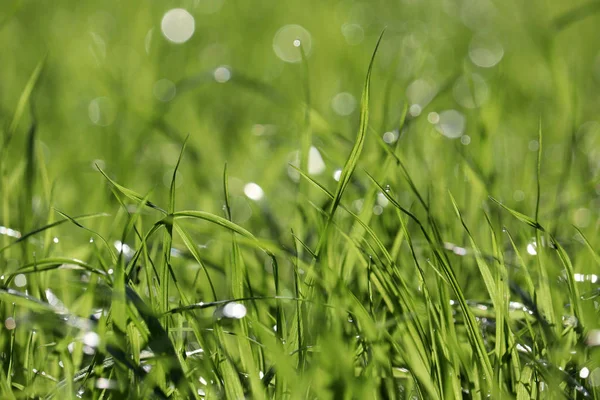 绿草与水滴在阳光下 选择性的焦点 夏季自然背景 阳光草地上的露水 — 图库照片