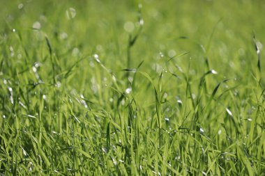 Güneş ışığında su damlaları ile yeşil çim, seçici odak. Yaz doğa arka plan, güneşli çayır üzerinde çiy