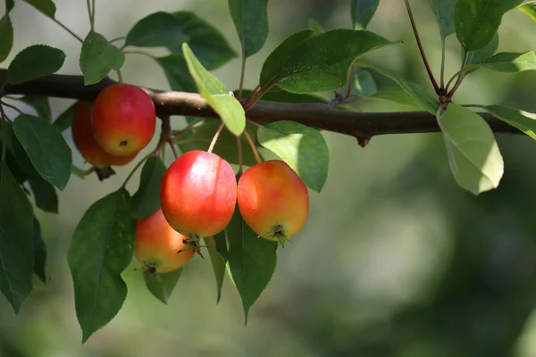 Czerwone Jabłka Drzewie Ogrodzie Letnim Selektywne Skupienie Dojrzałe Owoce Jabłoni — Zdjęcie stockowe