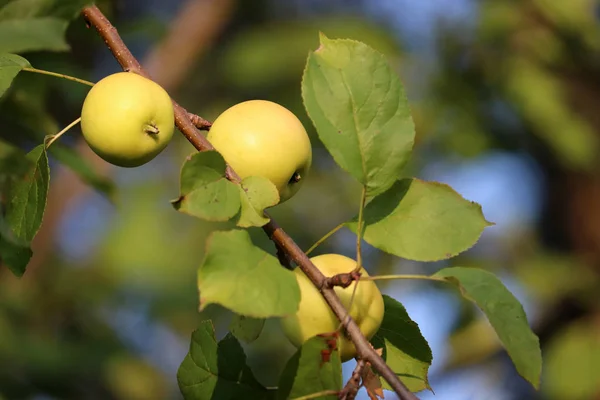 Zielone Jabłka Drzewie Ogrodzie Letnim Bliska Dojrzałe Owoce Jabłka Wiszące — Zdjęcie stockowe