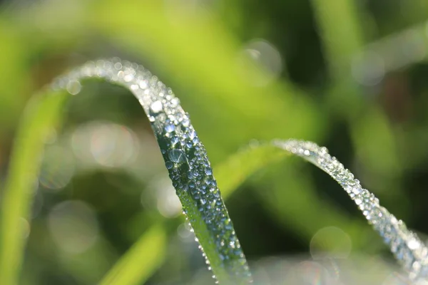 水滴在一片绿草上 阳光明媚的晨露闪闪发光 新鲜感概念 自然背景 — 图库照片