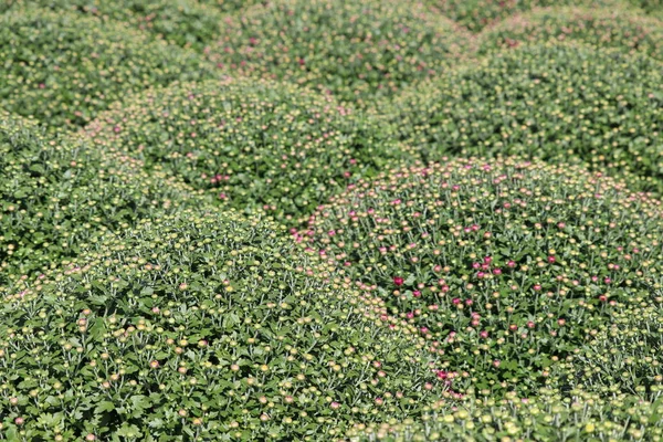 Хризантемы Начинают Цвести Естественный Зеленый Фон Избирательный Фокус Узор Летнее — стоковое фото