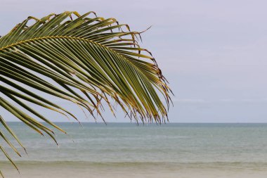 Tropikal plaj, palmiye yaprakları ile denize bak. Cennet doğa, pitoresk deniz manzarası