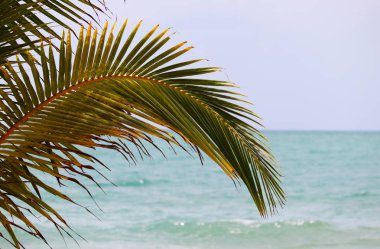 Tropikal plaj, palmiye yaprakları ile sakin denize görünüm