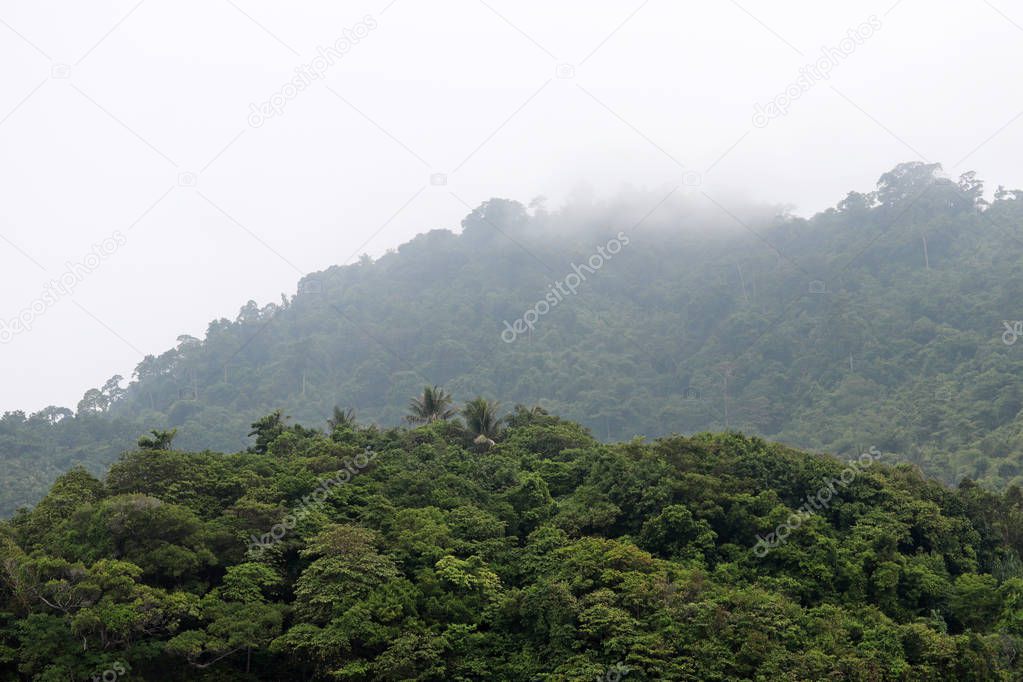 Rainforest in the rain. Clouds swirl on top of a mountain in the jungles of Thailand