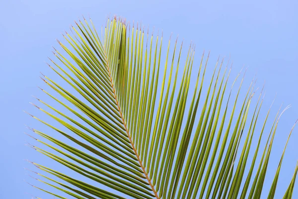 Tekstura Liści Palmowych Odizolowana Błękitnym Niebie Zielone Liście Tropikalne Naturalne — Zdjęcie stockowe