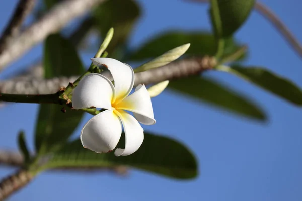 Flor Plumeria Una Rama Árbol Contra Cielo Azul Fondo Tropical —  Fotos de Stock