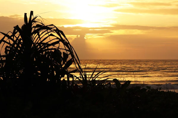 Sonnenuntergang Tropischen Strand Blick Auf Das Abendmeer Durch Die Pflanzensilhouetten — Stockfoto