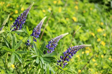 Güneşli bir çayırda açan mor lupinler. Yeşil çimlerde yaz çiçekleri