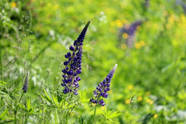 Güneşli bir çayırda açan mor lupinler. Yeşil çimlerde yaz çiçekleri