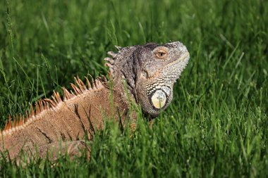 Yeşil çimenlikteki iguana. Yazın kertenkele portresi, vahşi doğa.
