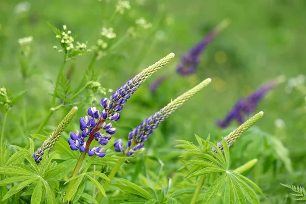 日当たりの良い草原に紫色の花を咲かせます 緑の草の夏の花 — ストック写真