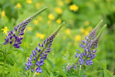 Purple lupin flowers blooming on a summer meadow. Wildflowers in green grass